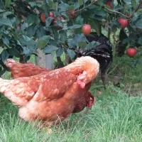 agricamping-mabellini-rivoltella-xxk5q