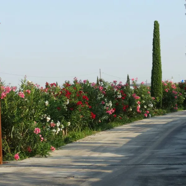 agricamping-mabellini-rivoltella-zqp8m