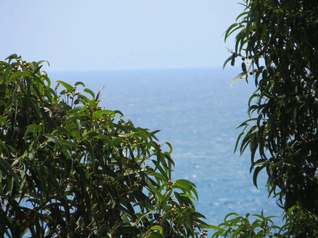 botanic-bona-vista-calella-l0wjo