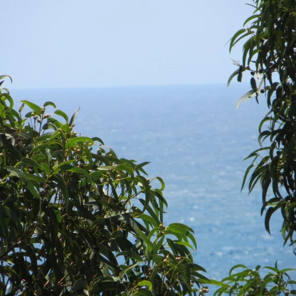 botanic-bona-vista-calella-l0wjo