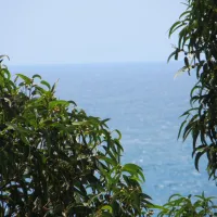 botanic-bona-vista-calella-l0wjo