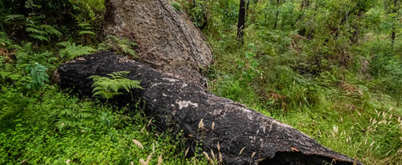 Newnes Campground