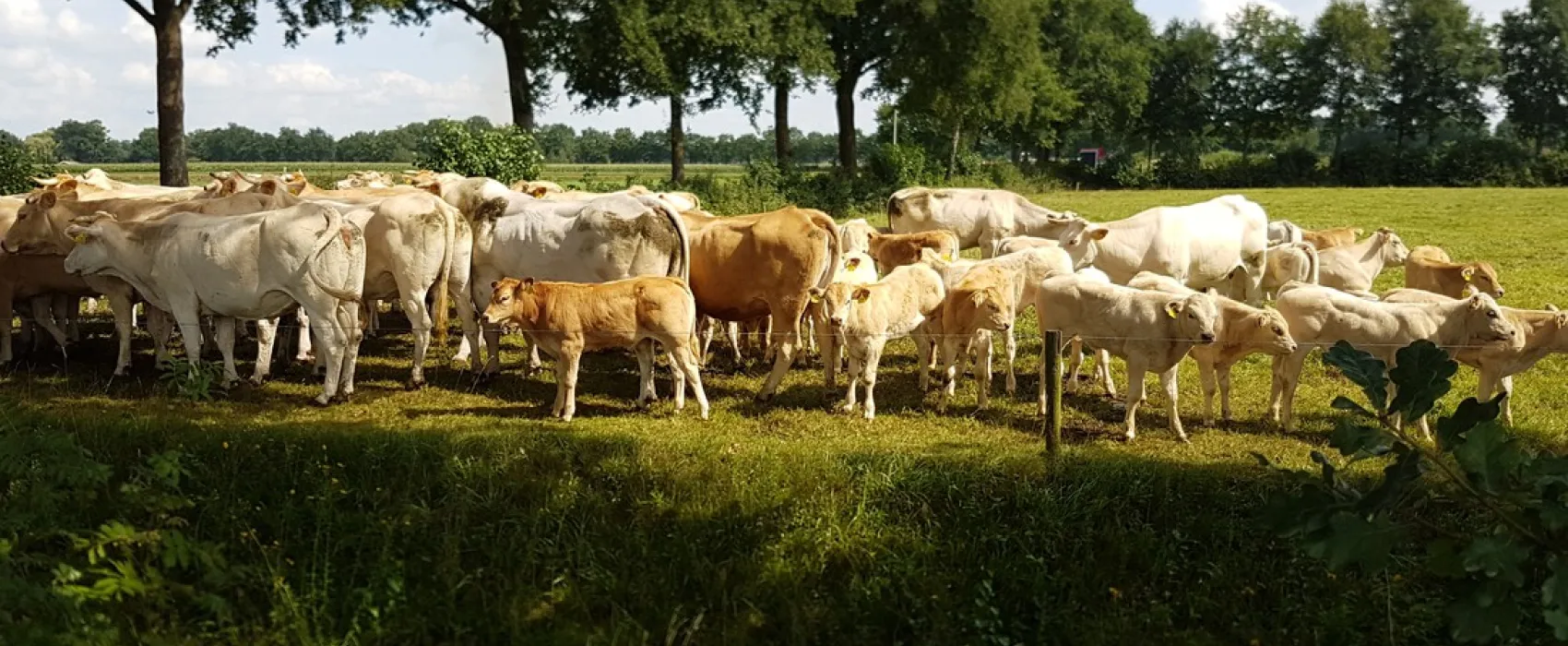 Erve Wezenberg