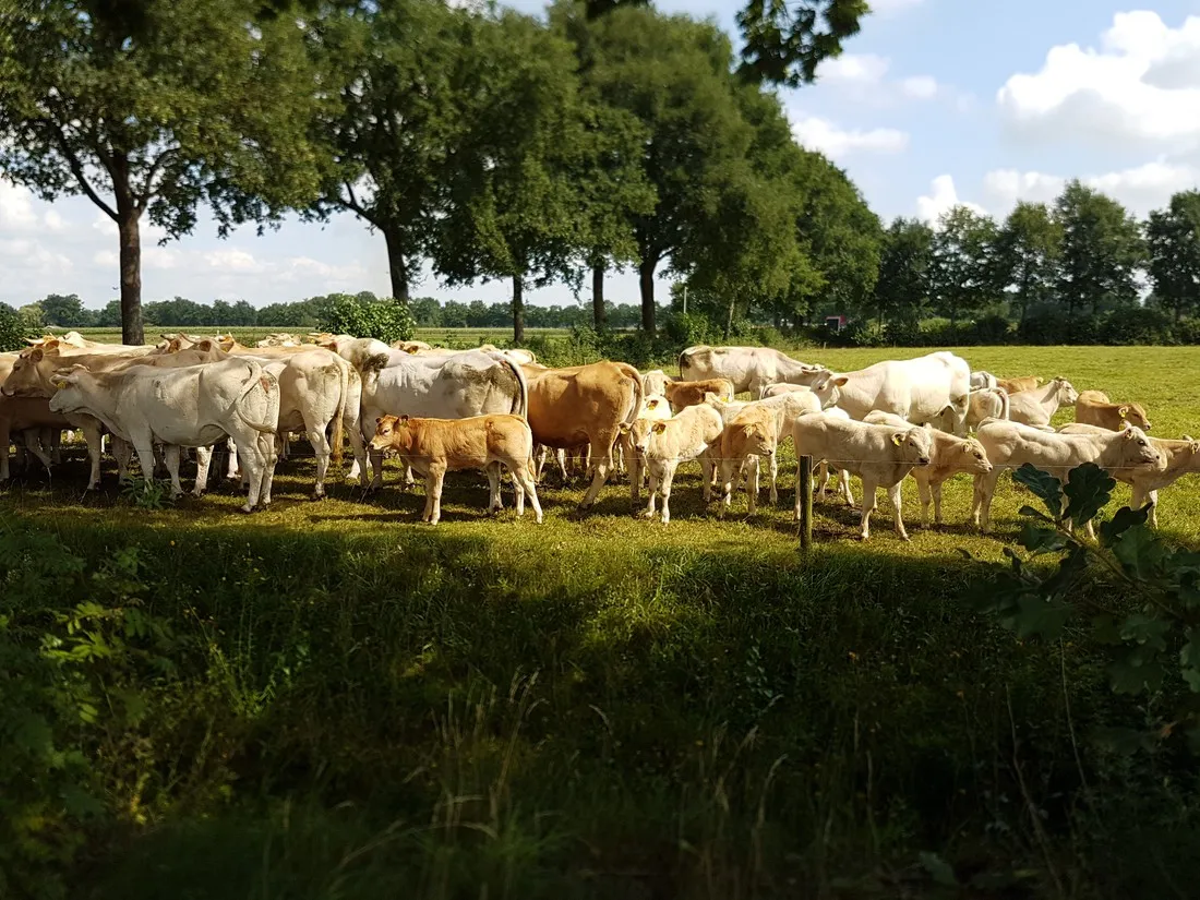 erve-wezenberg-denekamp-qgqm0