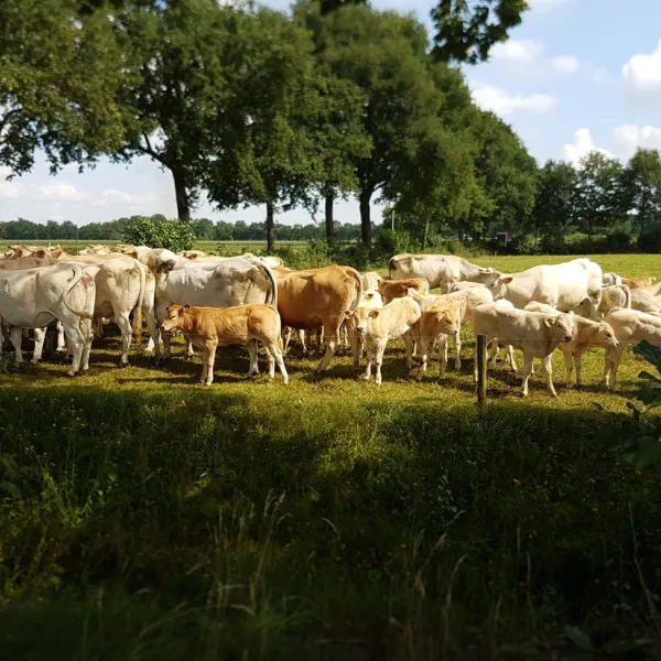 erve-wezenberg-denekamp-qgqm0
