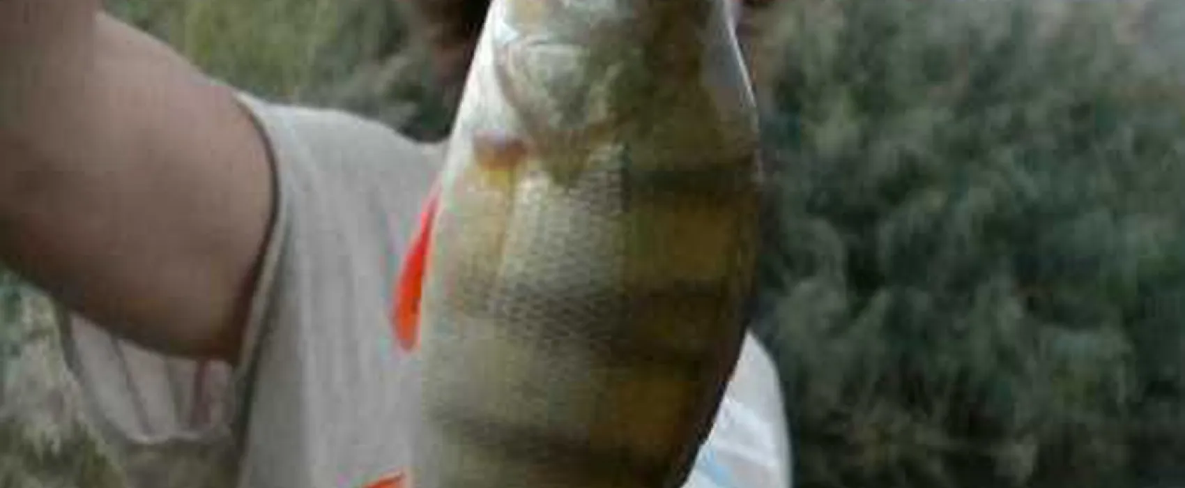 Riba-Roja