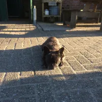 minicamping-de-meet-huijbergen-szrxt