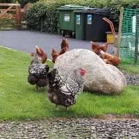 thornfield-camping-cabins-carlisle-alu0z