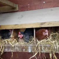thornfield-camping-cabins-carlisle-dc2uk