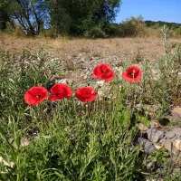 thornfield-camping-cabins-carlisle-udhpr