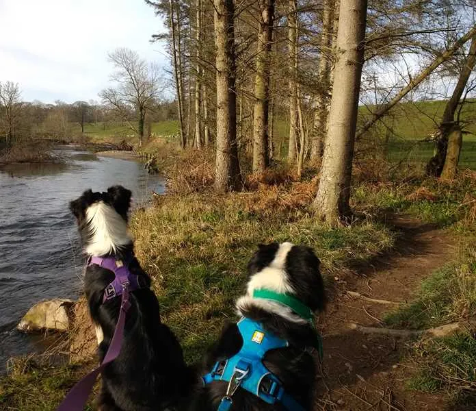 thornfield-camping-cabins-carlisle-znfct