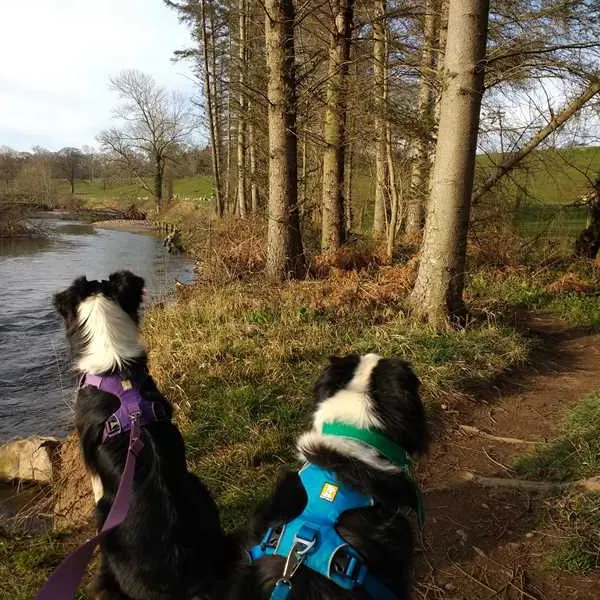 thornfield-camping-cabins-carlisle-znfct
