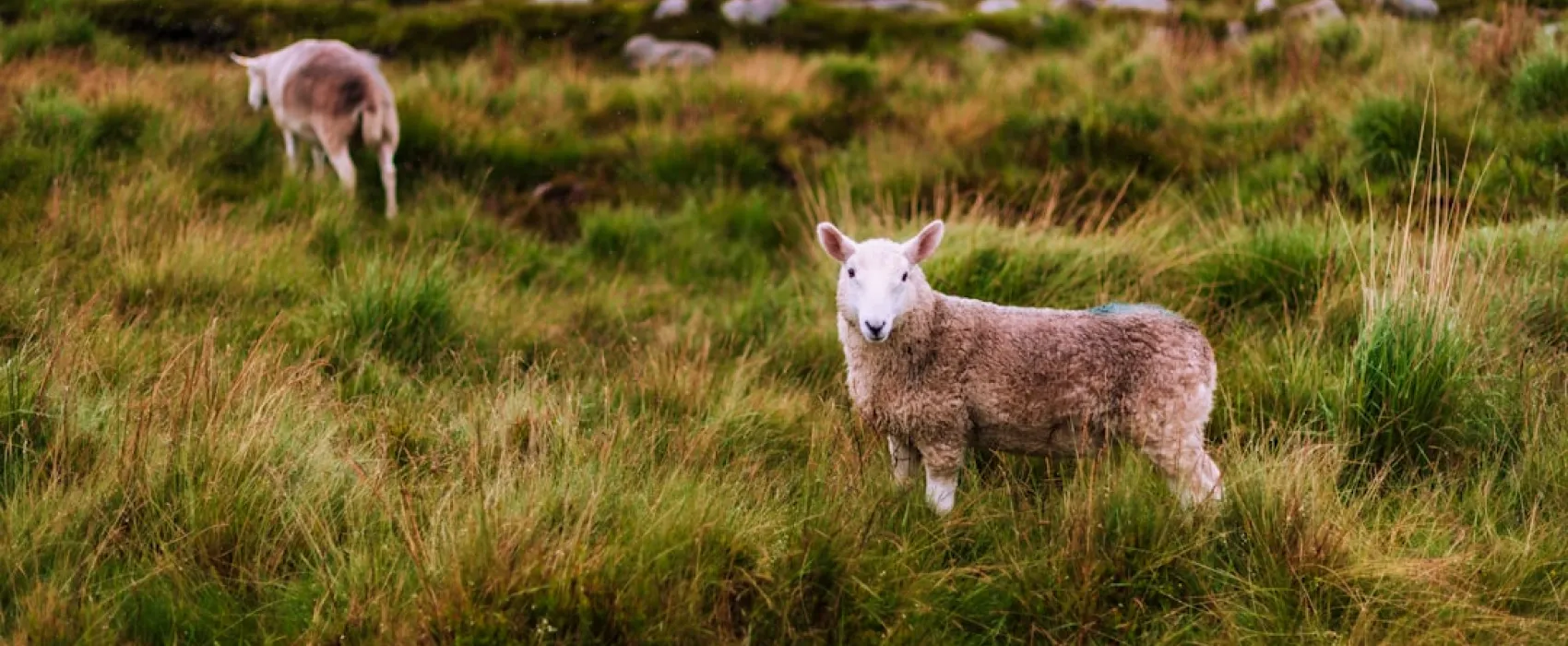 Irlanda
