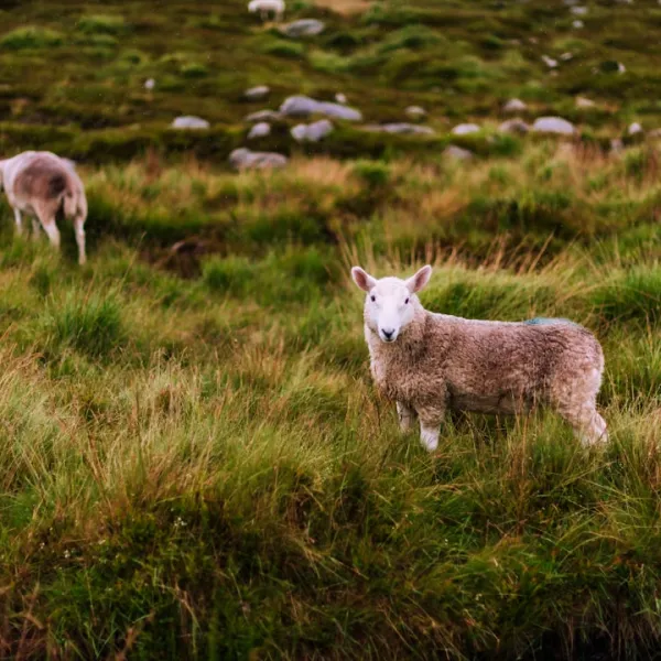 Irland