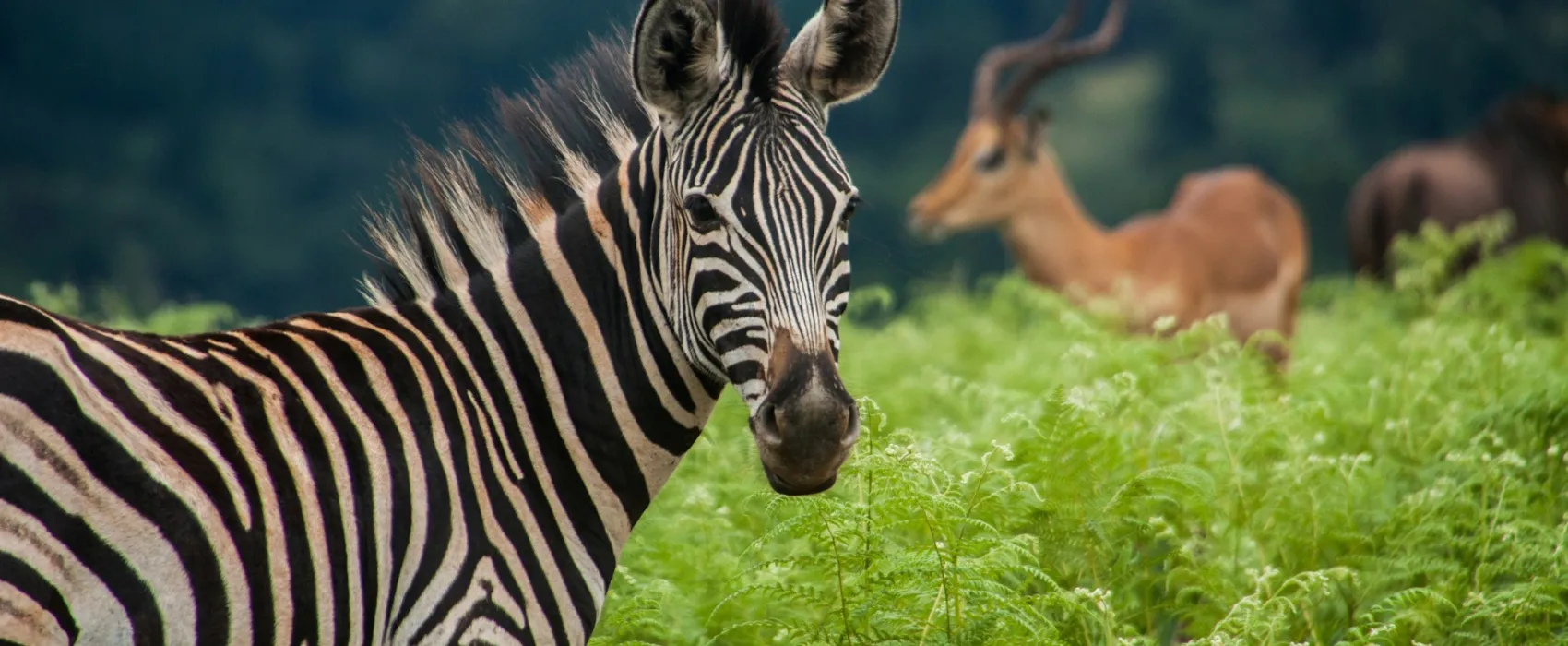 Swaziland