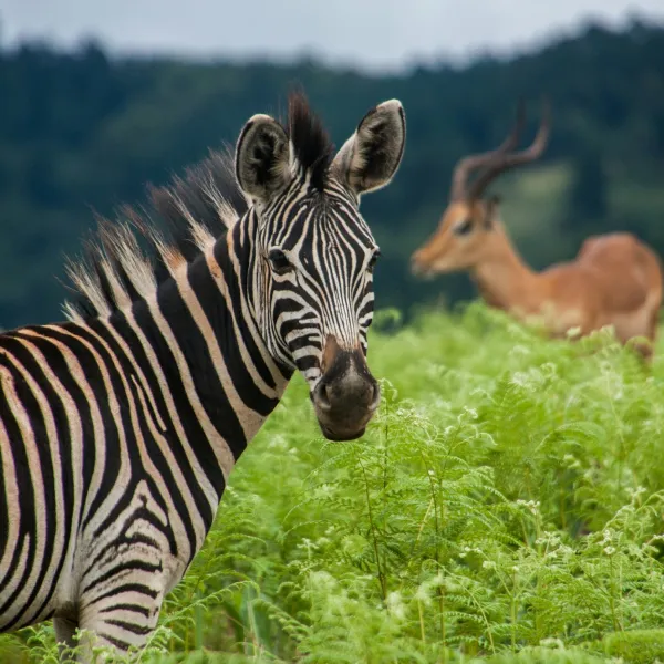 Swaziland