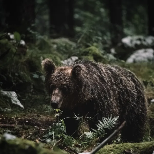 Are you planning a camping trip to Europe and wondering if you need to be on the...