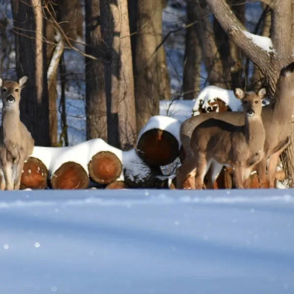 Illinois is a great state for outdoor activities. From the stunning natural scen...