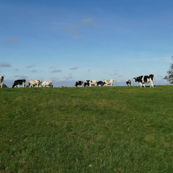 Limburg, a province in the southernmost part of the Netherlands, is a place of d...