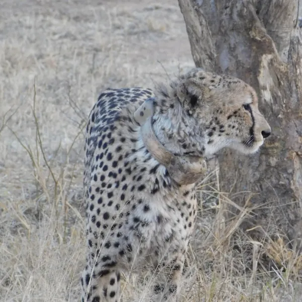 South Africa is a country teeming with breathtaking landscapes, diverse wildlife...
