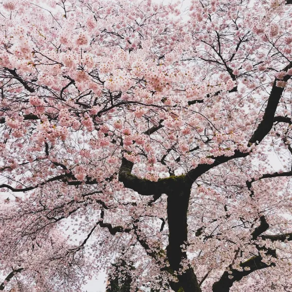 Washington State, located in the Pacific Northwest region of the United States,...