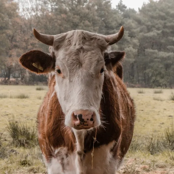 If you are planning a trip to the Netherlands, consider venturing beyond the wel...