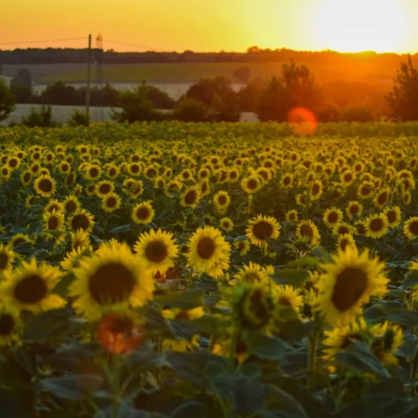 Poitou-Charentes, a scenic and culturally rich region in western France, offers...