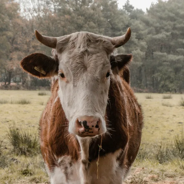 Drenthe