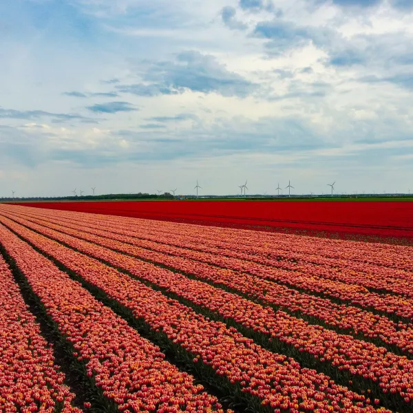 Flevoland