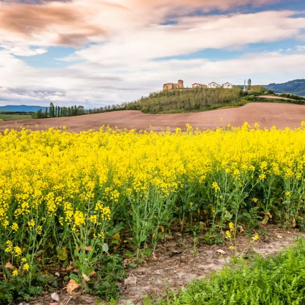 Navarra