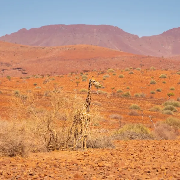 Hardap
