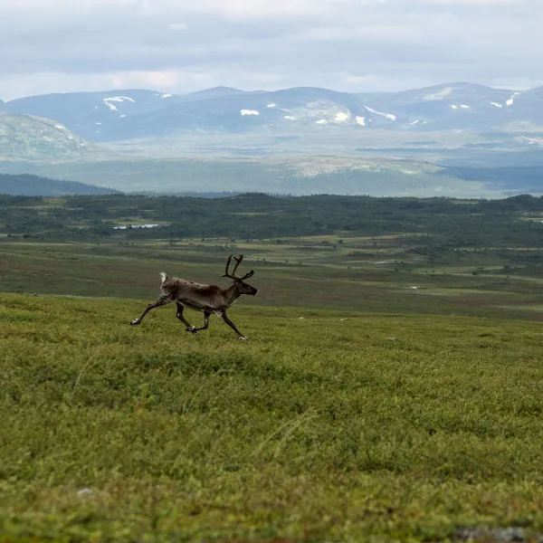 Jämtland