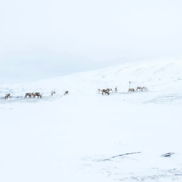 Lappland