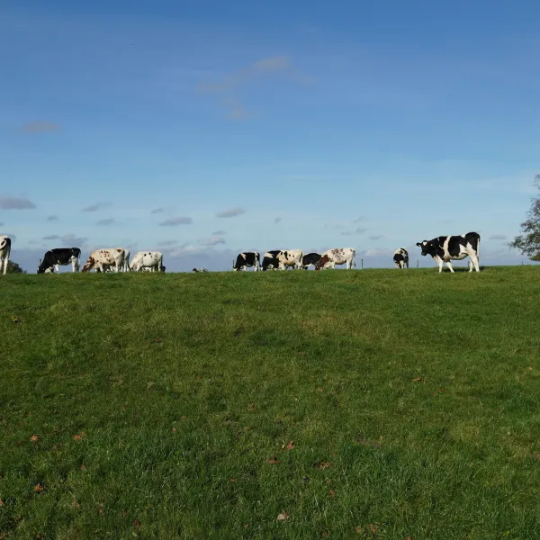 Limburg